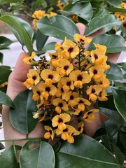 Pterocarpus violaceus