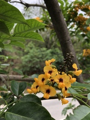 Pterocarpus violaceus