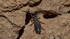 Mastigoproctus giganteus