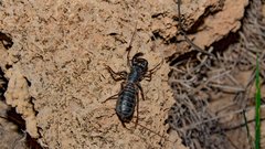 Mastigoproctus giganteus