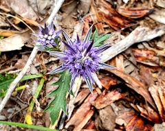 Eryngium pinnatifidum