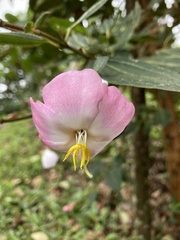 Andesanthus