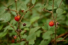 Rubus