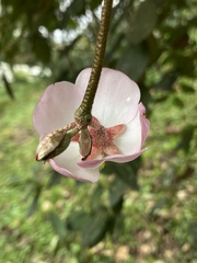 Andesanthus