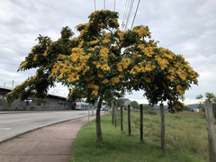 Pterocarpus violaceus