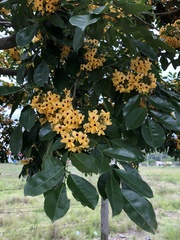Pterocarpus violaceus