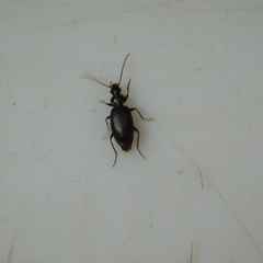 Notagonum