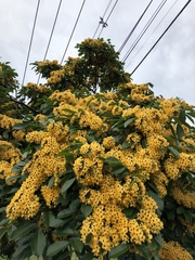 Pterocarpus violaceus