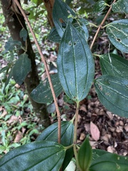 Andesanthus