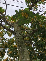 Pterocarpus violaceus