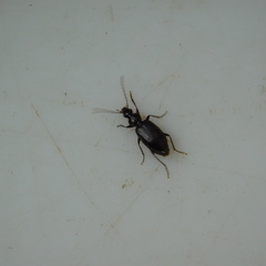 Notagonum