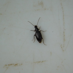 Notagonum