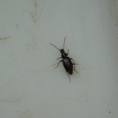 Notagonum