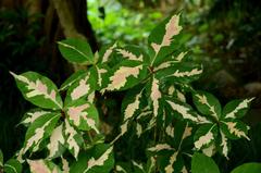 Graptophyllum
