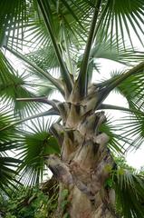 Corypha umbraculifera