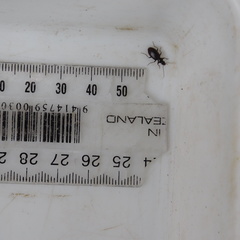 Notagonum