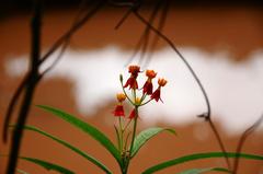 Asclepias curassavica
