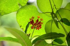 Asclepias curassavica