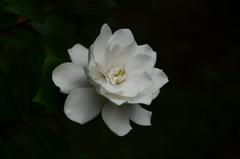 Gardenia jasminoides