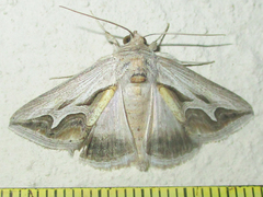 Cuneisigna rivulata