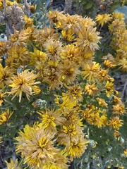 Asteroideae