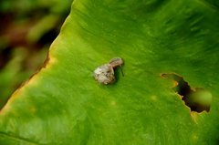 Ganesella saurivonga