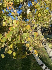 Populus tremuloides