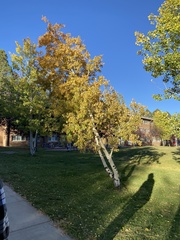 Populus tremuloides