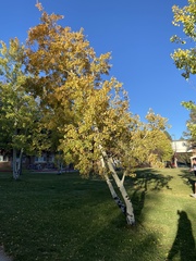 Populus tremuloides