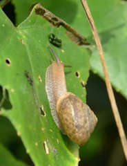 Ganesella saurivonga