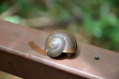 Cryptozona menglunensis