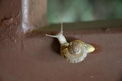 Cryptozona menglunensis