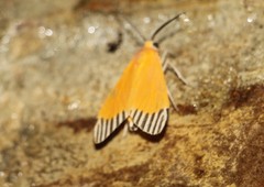 Uranophora walkeri