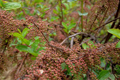 Rhus javanica