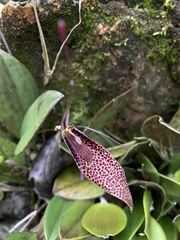 Restrepia