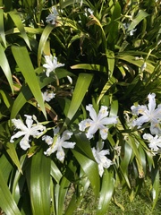 Iris japonica