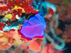 Pseudoceros ferrugineus