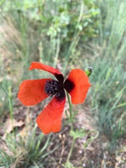Papaver argemone