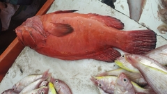 Cephalopholis sonnerati