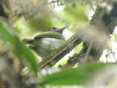 Hemitriccus granadensis