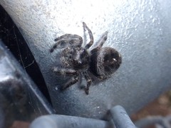 Phidippus audax