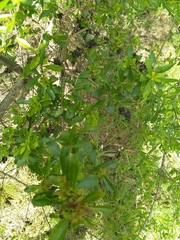 Bursaria spinosa