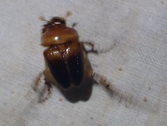 Phaenognatha