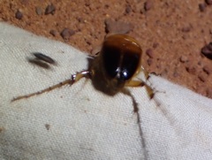 Phaenognatha