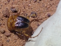 Phaenognatha
