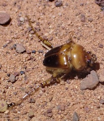 Phaenognatha