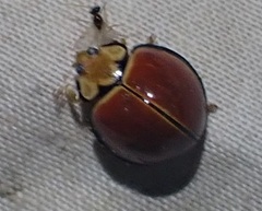 Docimocaria princeps