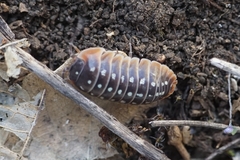 Armadillidium klugii