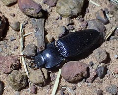 Aphileus