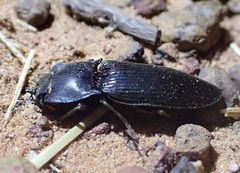 Aphileus